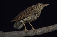 藏品(虎鶇)的圖片